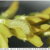 celastrina argiolus larva2 rost